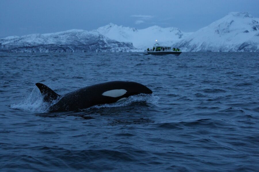 Orca in Skjervoy