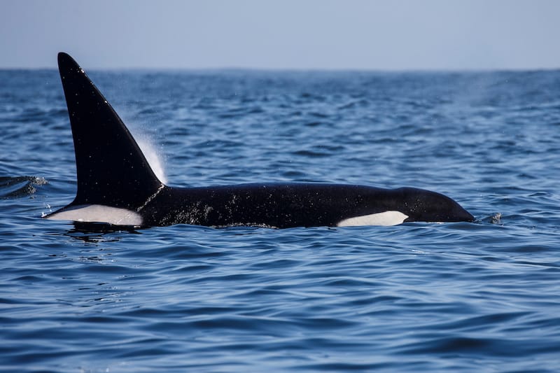 Orcas in Norway