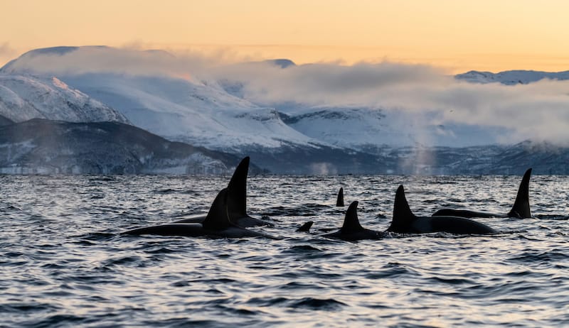 Pod of whales in Kvaenangen fjord (Skjervoy)