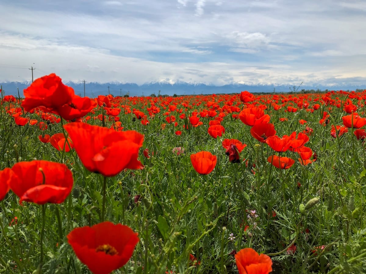 Poppies in a village outside of Almaty