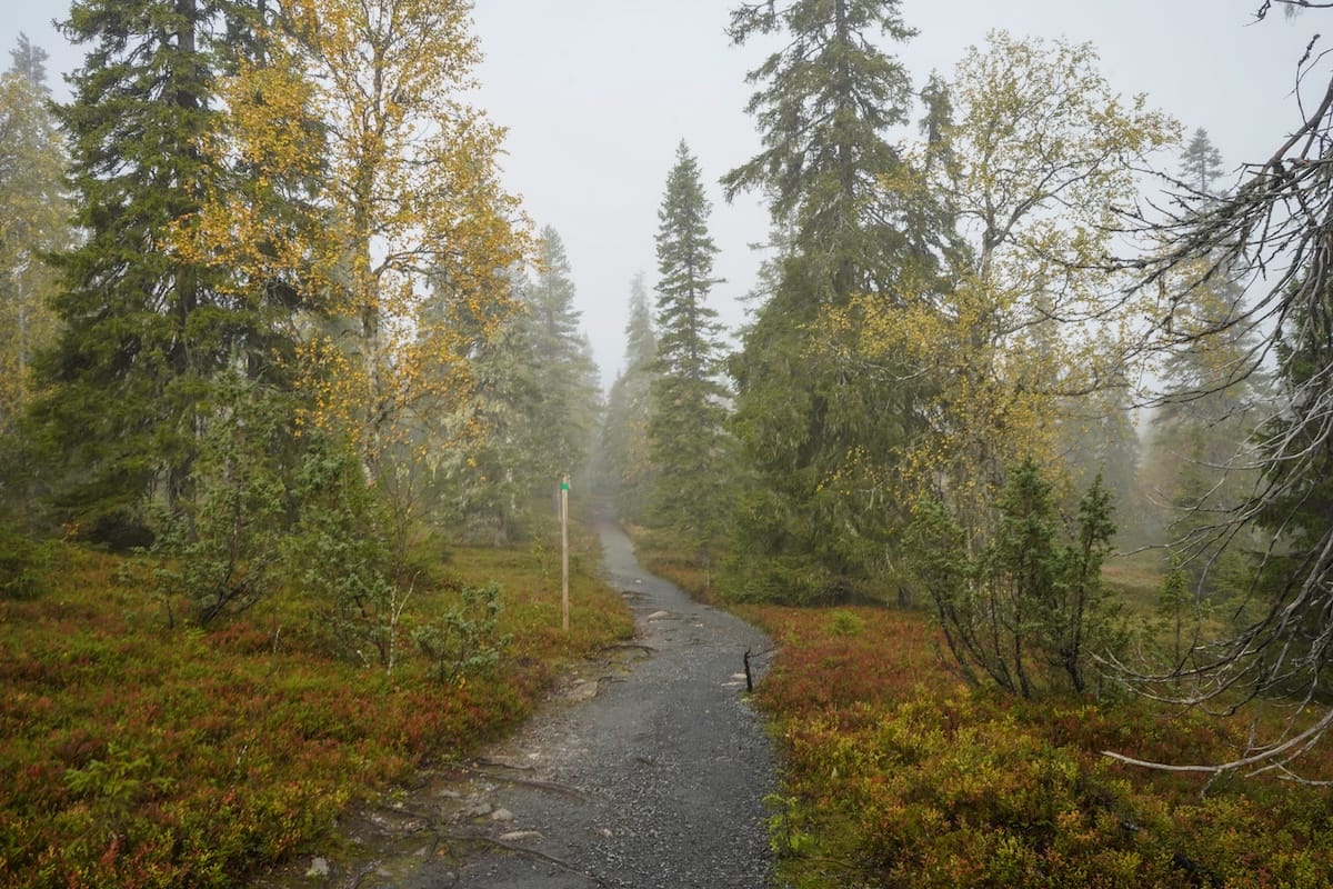 a park with autumn foliage and fog