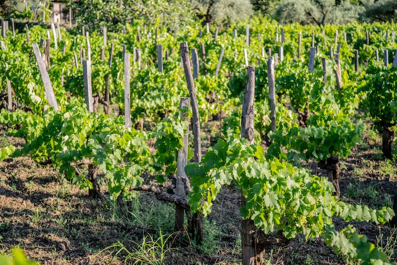 Sicilian wine is unique and a must-try