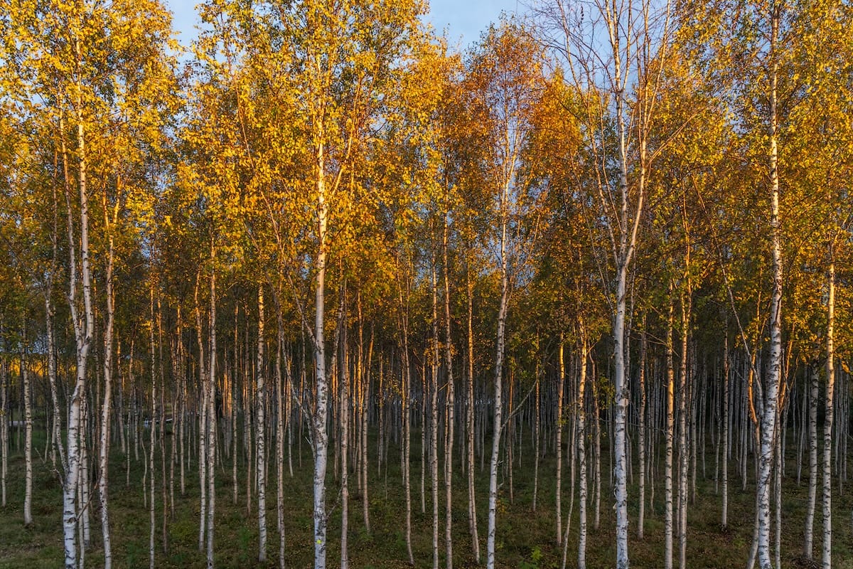 a bunch of silver birch trees that are yellow in autumn in lapland