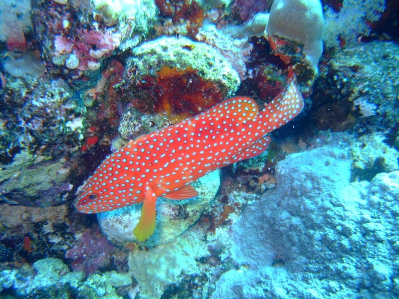 Snorkeling in St. John