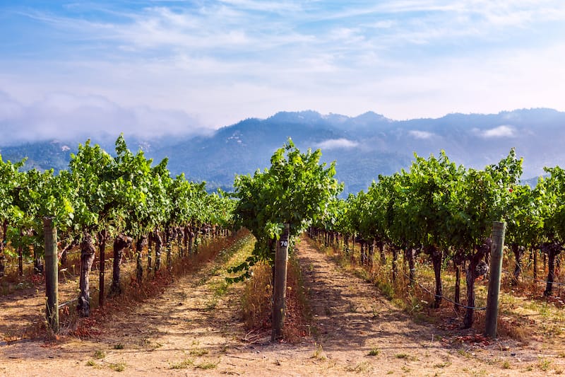 Sonoma Valley in July