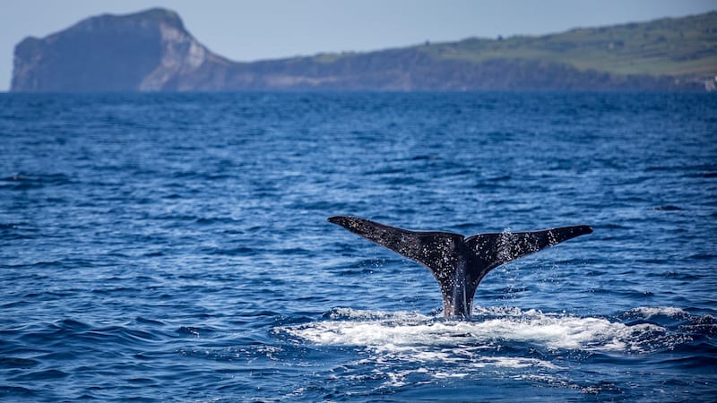 Sperm whale off of Faial