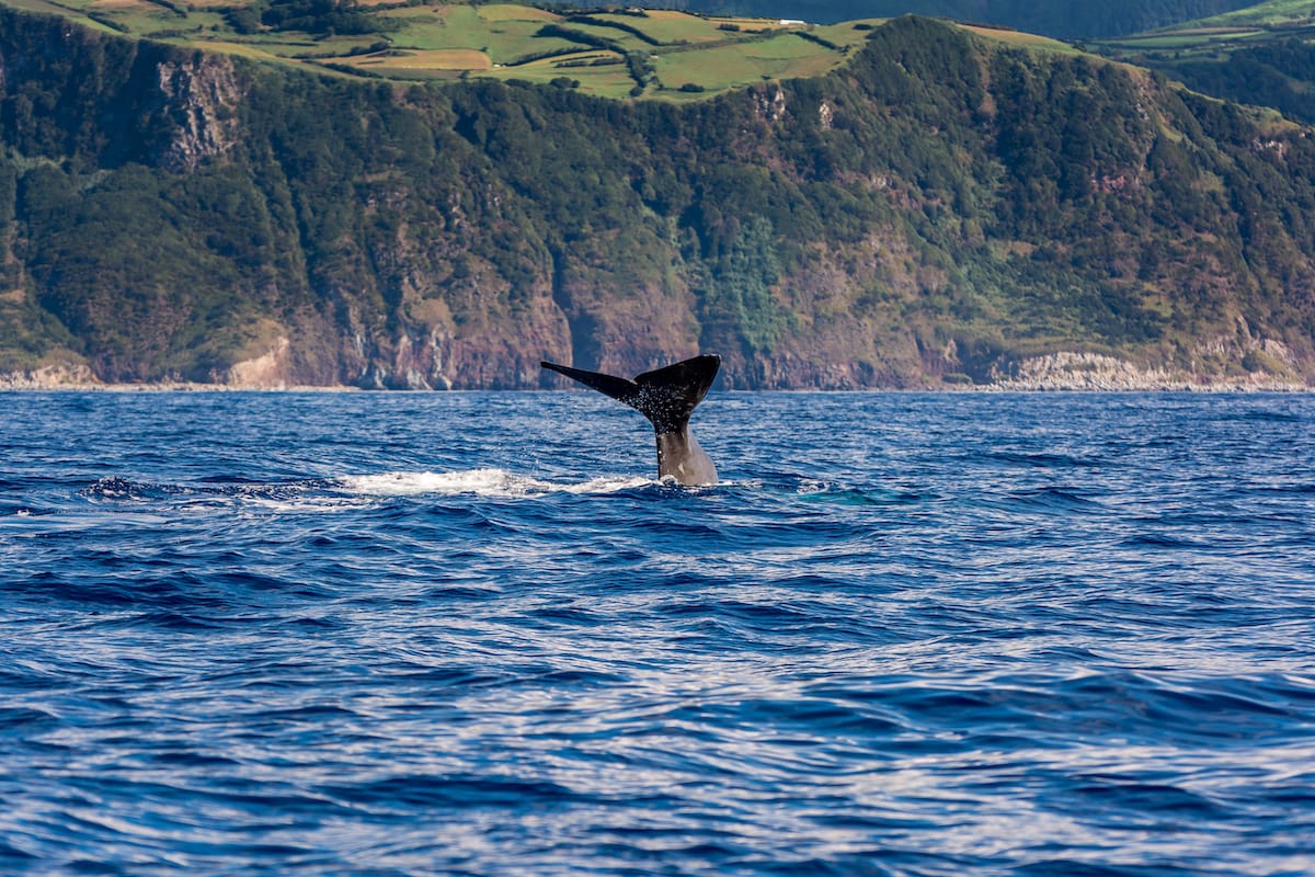 Sperm whale off the coast of Sao Miguel