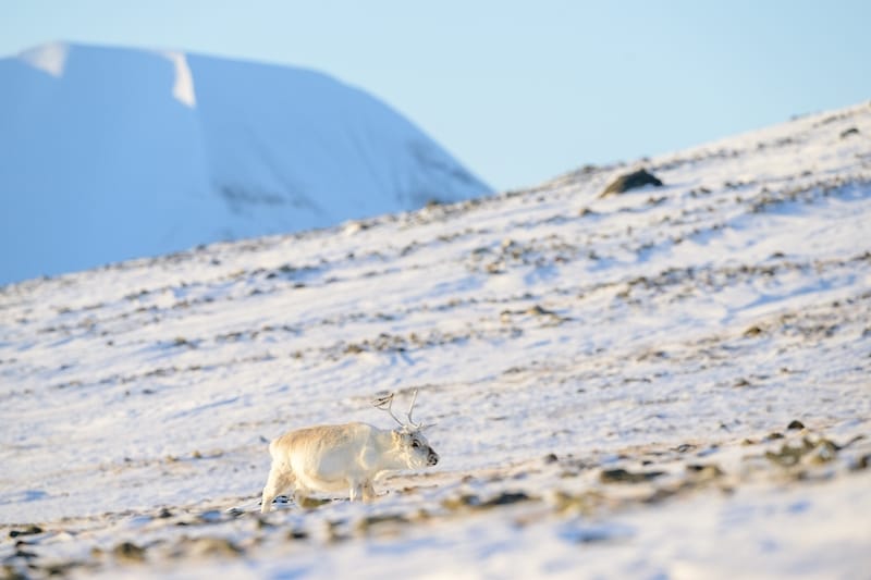 Svalbard reindeer during the sunny winter