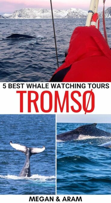 One of the best tours in Northern Norway in winter is whale watching in Tromso. These are 4 ethical whale safaris in Tromso (+ useful tips to help you book)! | Whale watching in Norway | Tromso whales | Whales in Tromso | Whale watching safaris in Tromso | Whale watching tours in Norway | Arctic whale watching | Tromso tours | Best Tromso tours | Orca whale watching | Norway best tours | Tromso in winter