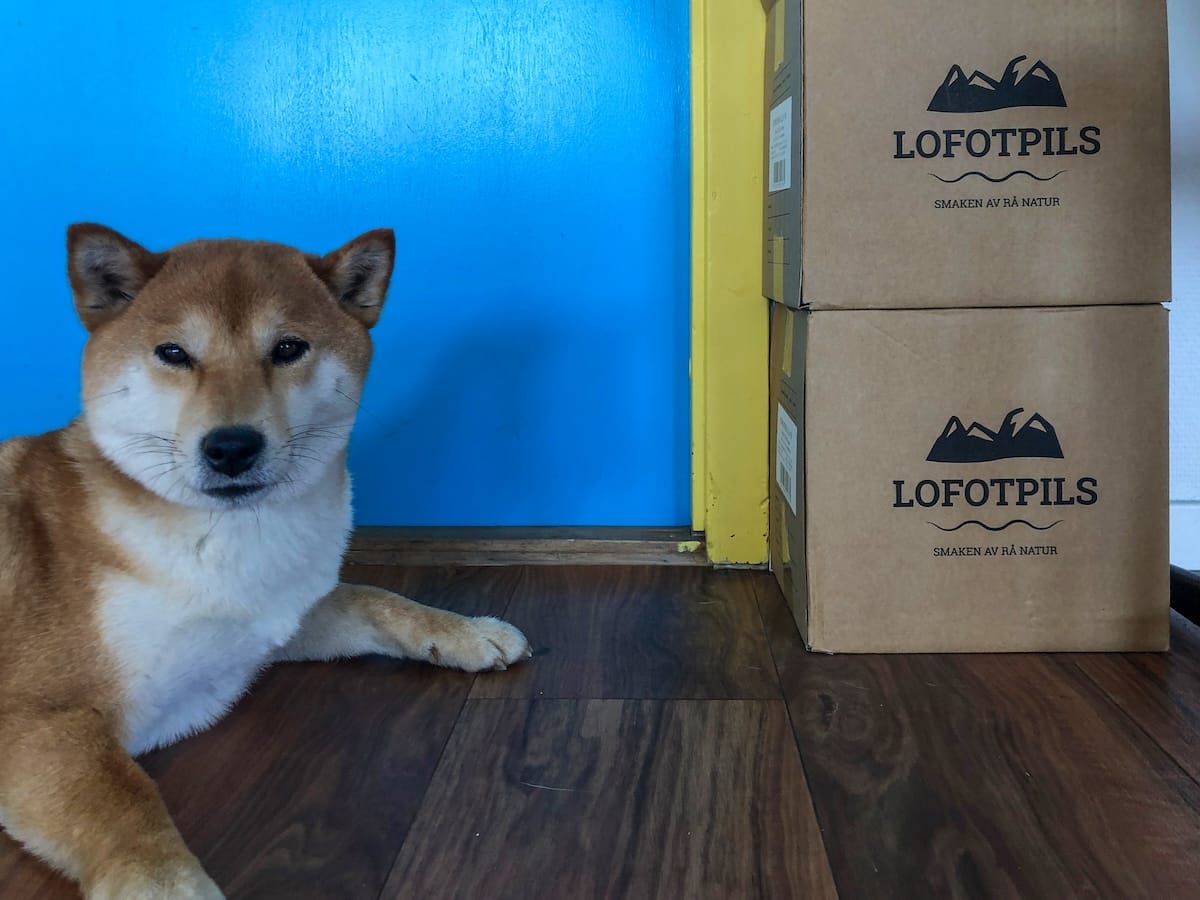 Shiba Inu dog lying on a wooden floor next to stacked Lofotpils boxes at the Lofotpils brewery in Svolvær, Lofoten