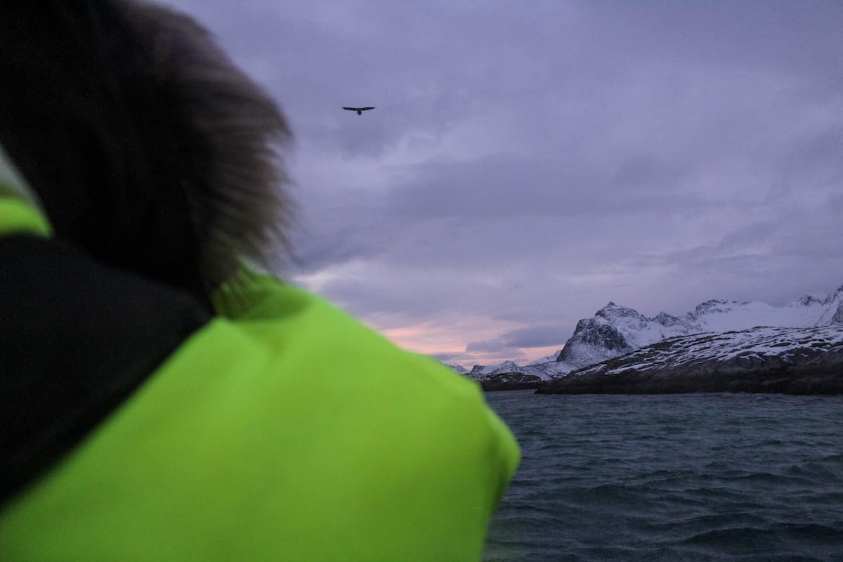 Sea eagle flying over the water near Trollfjord in Lofoten at dusk, seen over the shoulder of a tour guest in a bright green flotation suit, with snowy mountains in the distance