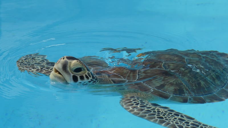 Turtle Hospital