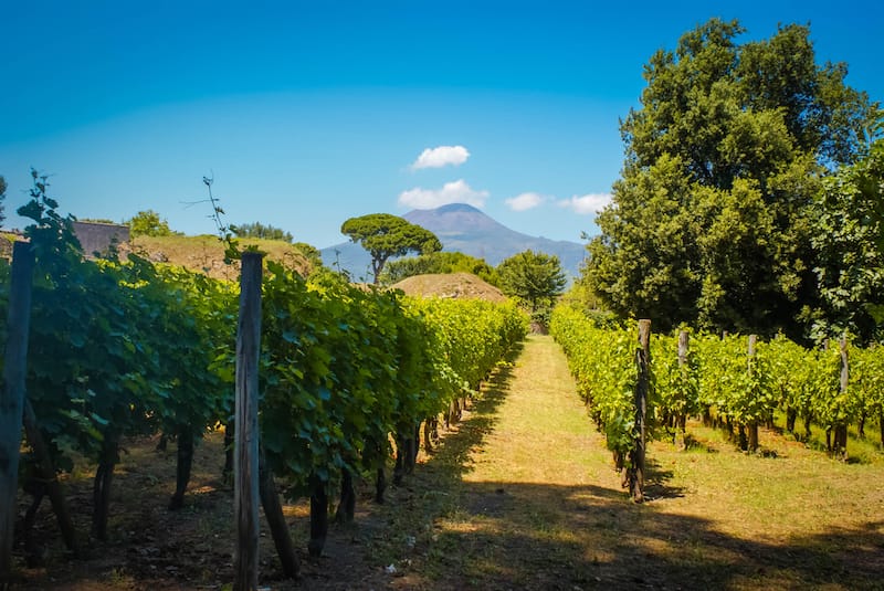 Vesuvius wine tour