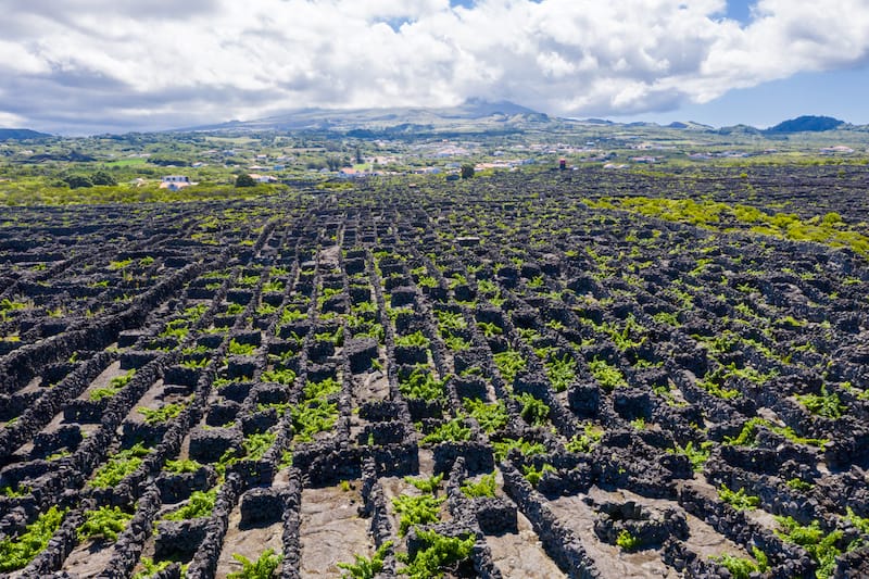 Vineyards of Pico