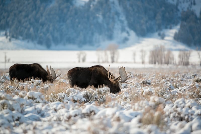 Visiting Grand Teton in winter = maybe seeing a moose!