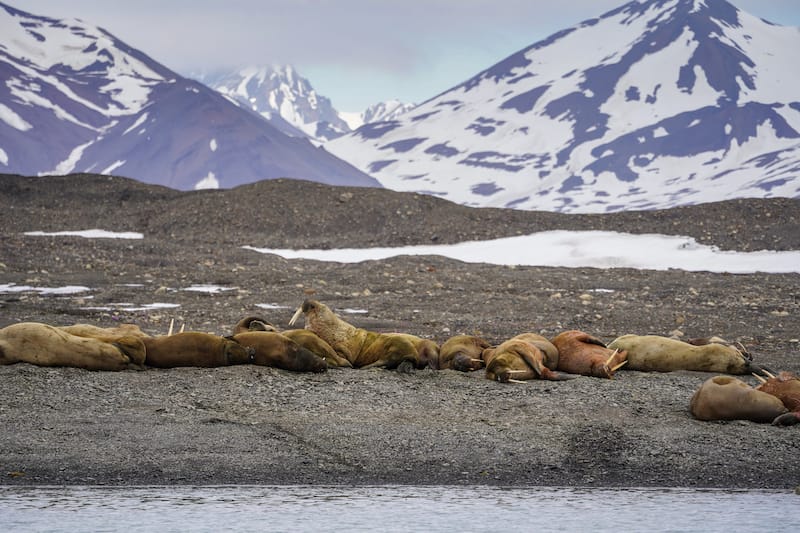 Walruses on Svalbard