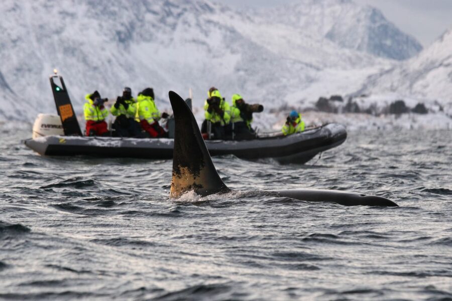 Whale watching from a RIB Boat in Tromso