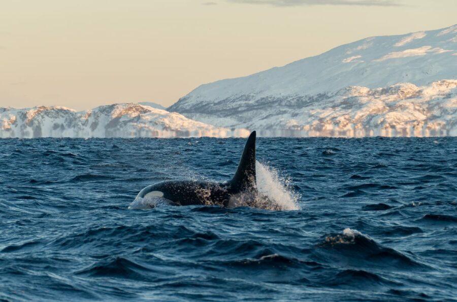 Whale watching in Norway