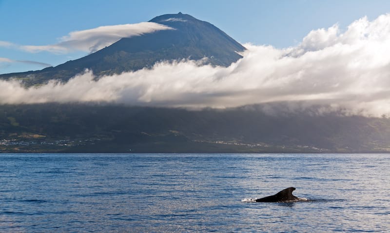 Whale watching in Pico