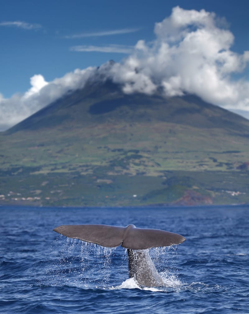 Whale watching in the Azores (Pico Island)