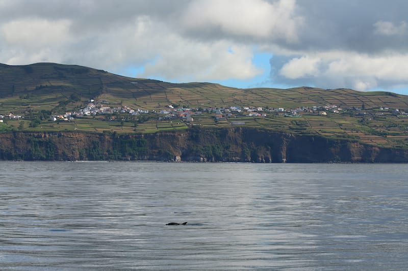 Dolphin and whale watching off of Terceira under moody skies