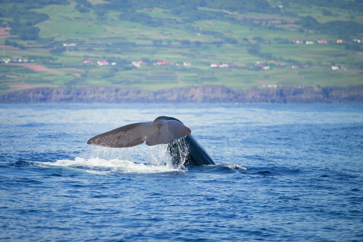 Whale watching on Pico (sperm whale in the water!)