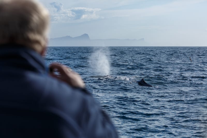 Whale watching travel guide