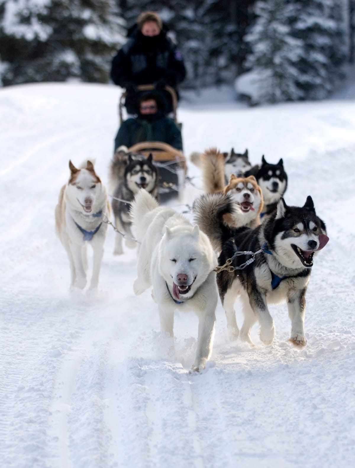 Dog sledding in Breckenridge, Colorado