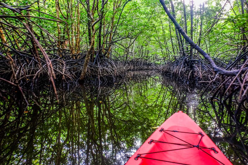Kayaking through the mangroves
