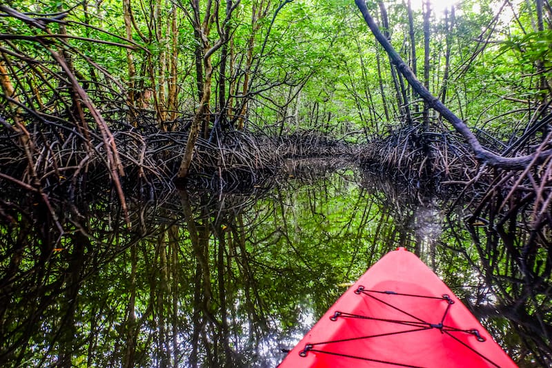 Kayaking through the mangroves