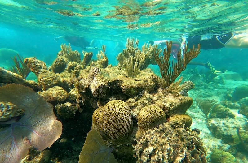 Snorkeling in St. Thomas