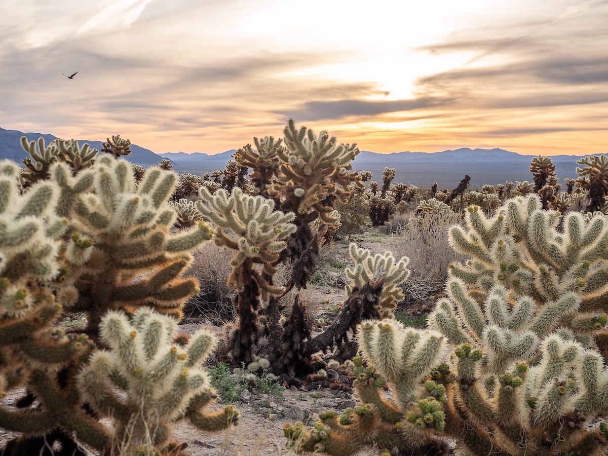 Cholla Cactus Garden