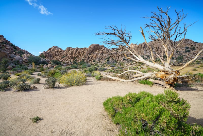 Hidden Valley Trail in Joshua Tree