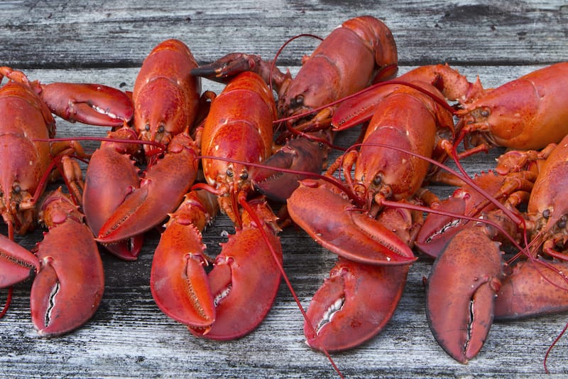 Maine lobsters