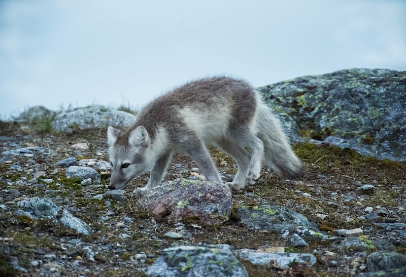 Arctic fox during summer in Svalbard