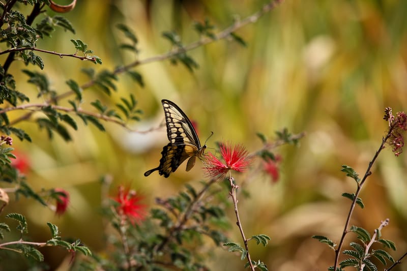 Botanical garden in Tucson