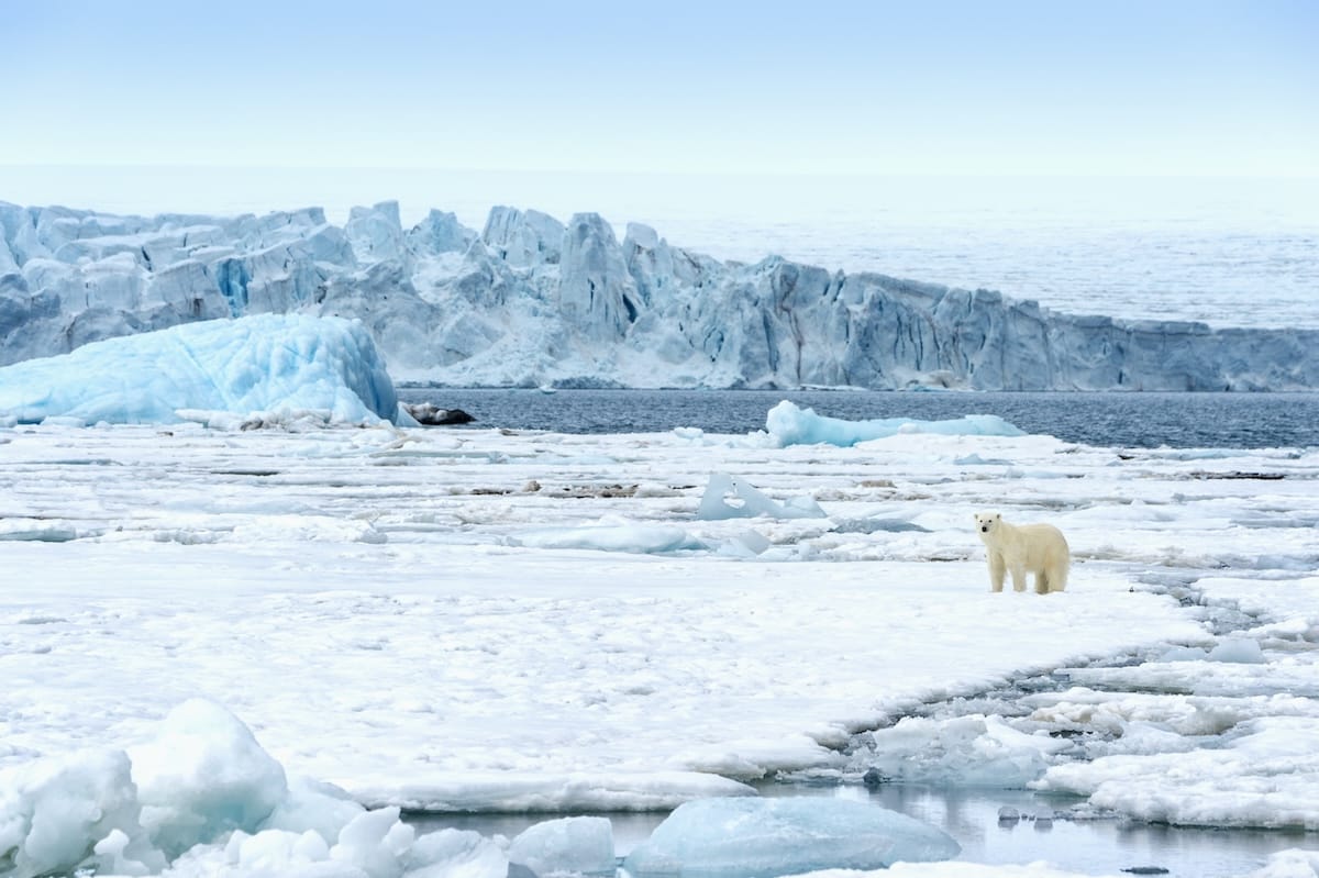 Polar bear in Svalbard