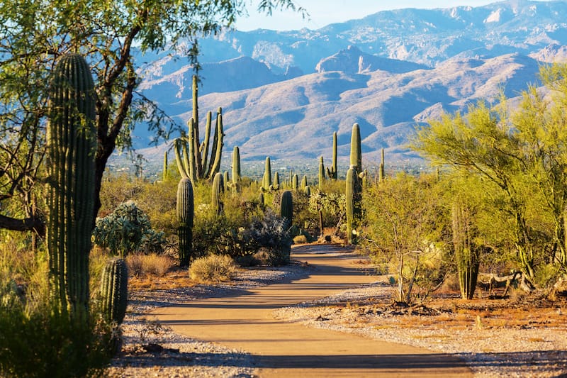 Saguaro National Park