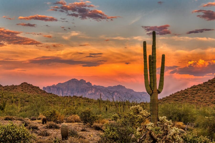 Sonoran Desert