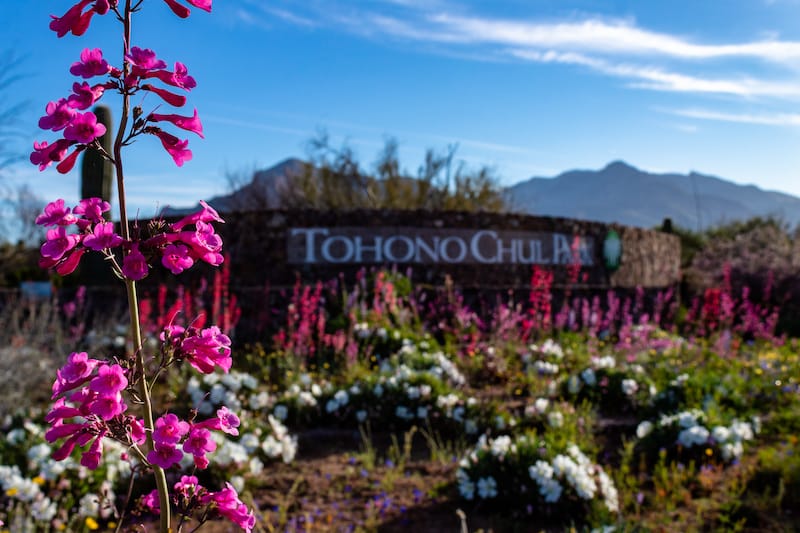 Tohono Chul Park_ Charles T. Peden