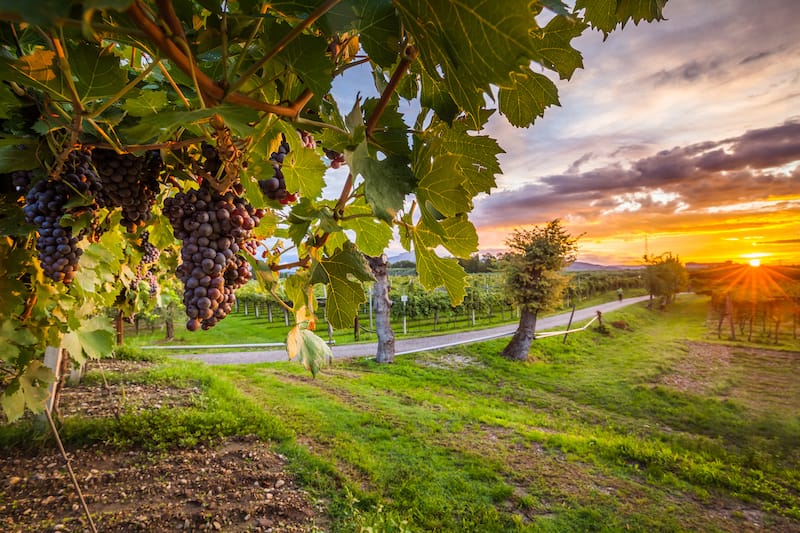 Vineyard in California