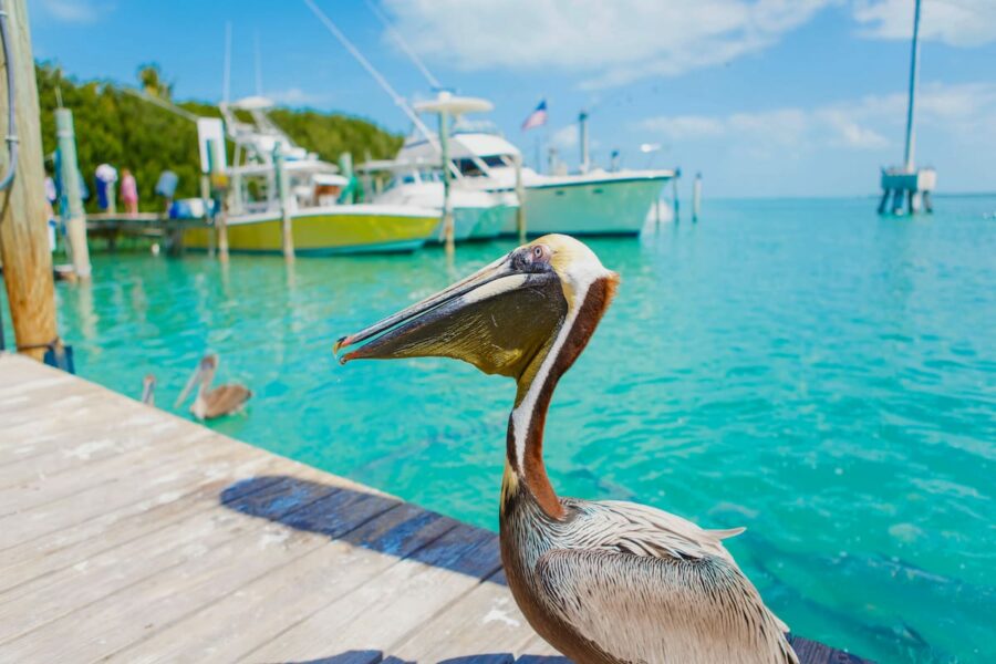 What to do in Islamorada Florida