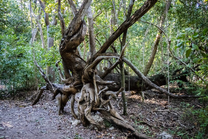 Windley Key Fossil Reef Geological State Park