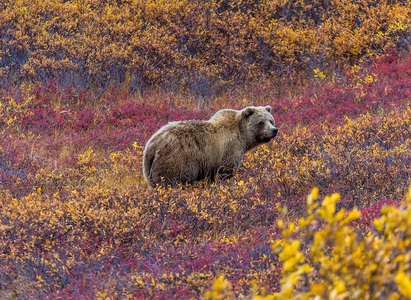 Denali in September