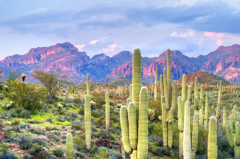 Sonoran Desert