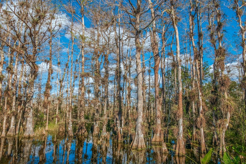 Big Cypress National Preserve