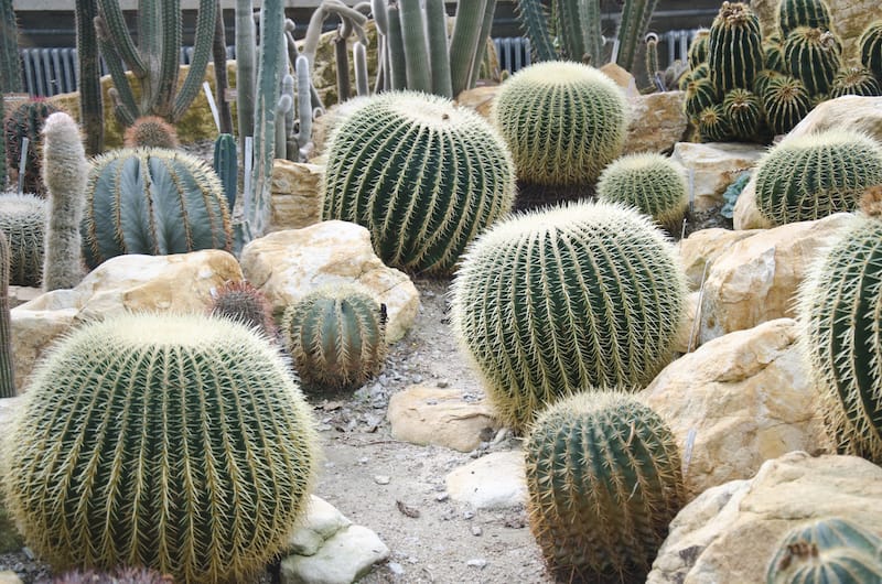 Cacti at the Botanical Gardens in Geneva