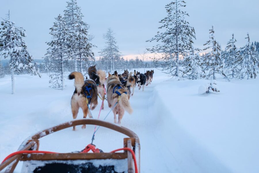 Dog sledding in Rovaniemi