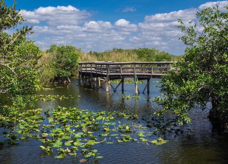 Everglades in November