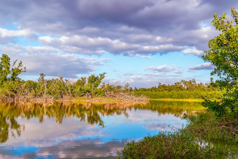 Everglades in October